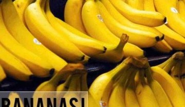 香蕉以后会灭绝吗（香蕉品种灭绝）