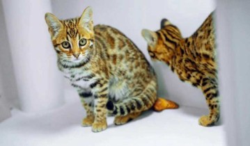 中国豹猫种类介绍（野生豹猫图片）
