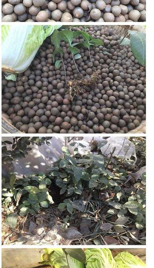 茶树种子怎么保存（茶树种子发芽过程图片）